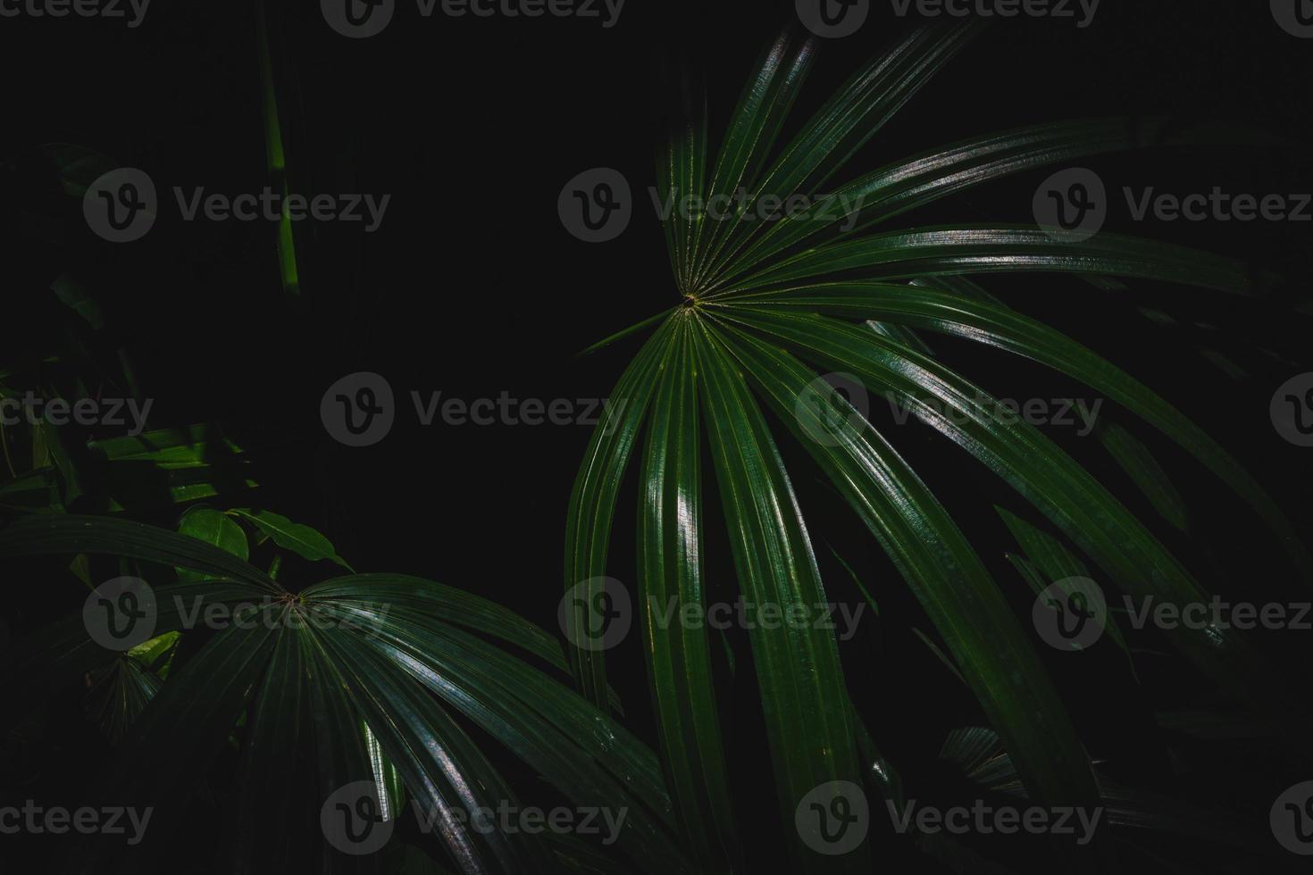 palm leaves dark background photo