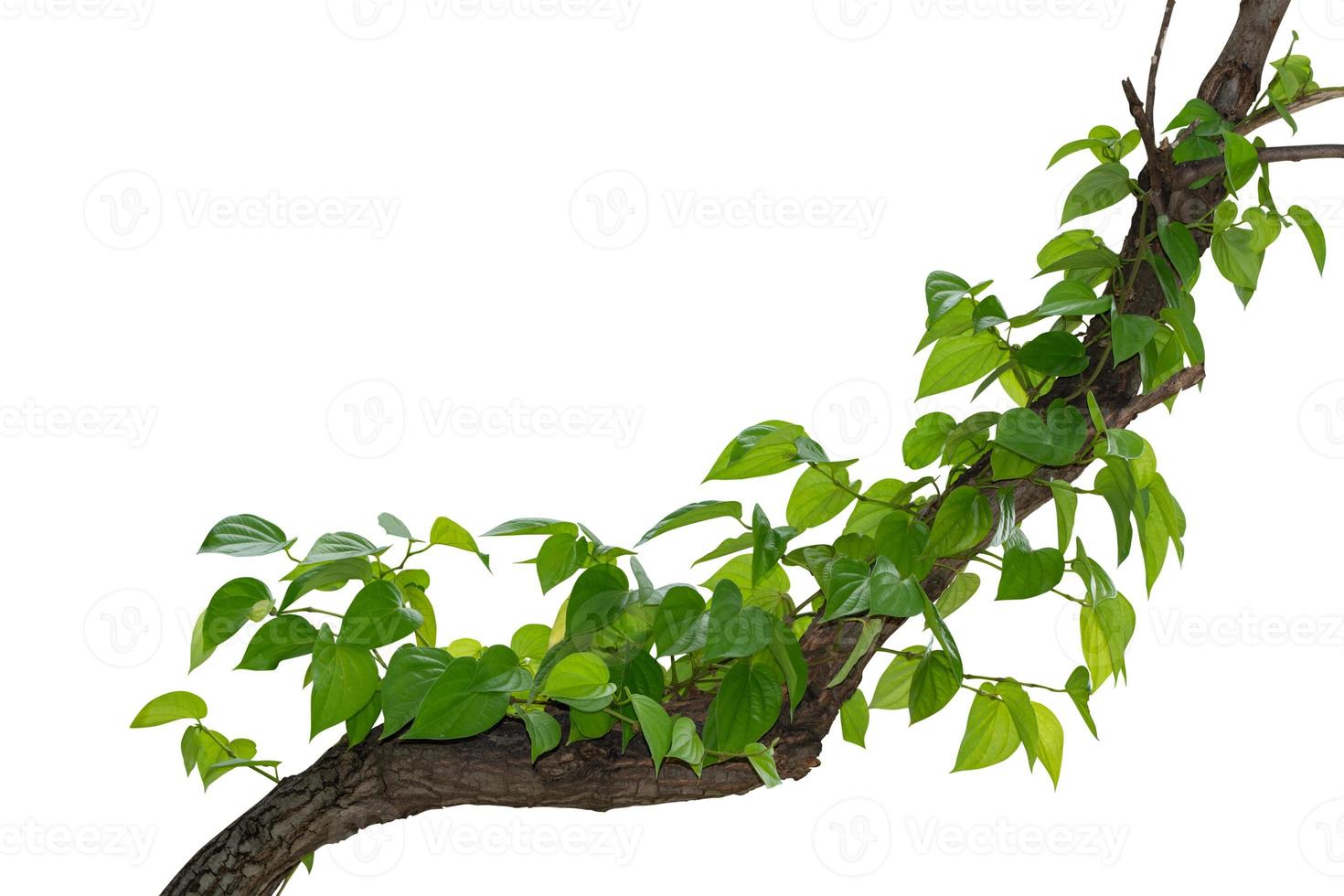 vine plant climbing isolated on white background with clipping path included. photo