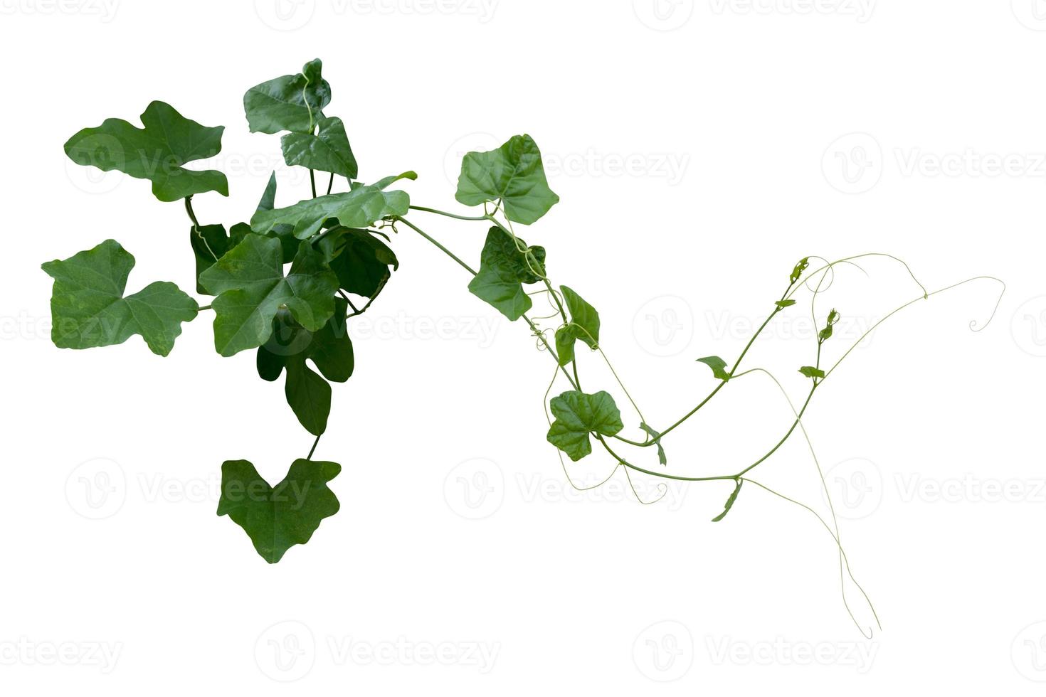 vine plant climbing isolated on white background. Clipping path photo