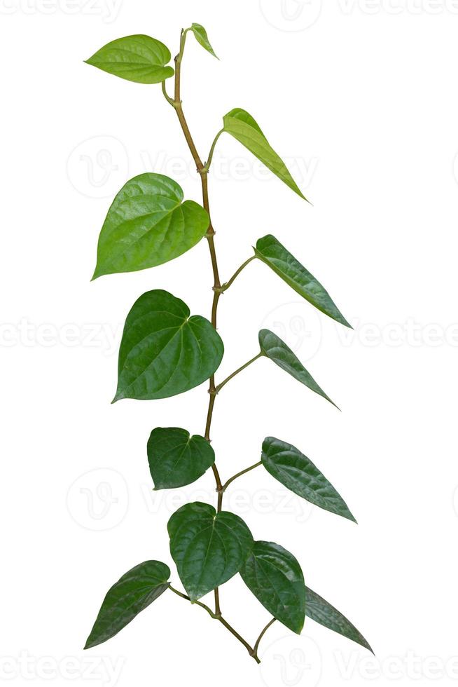 vine plant, betel climbing isolated on white background. Clipping path photo