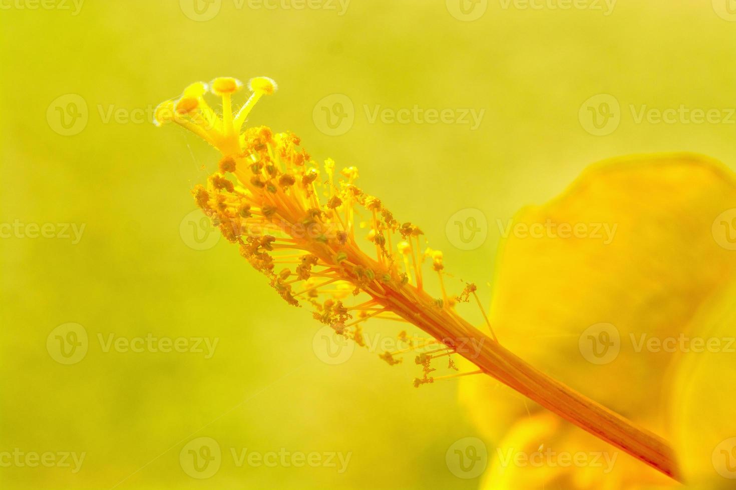 flor de hibisco polen fondo amarillo foto