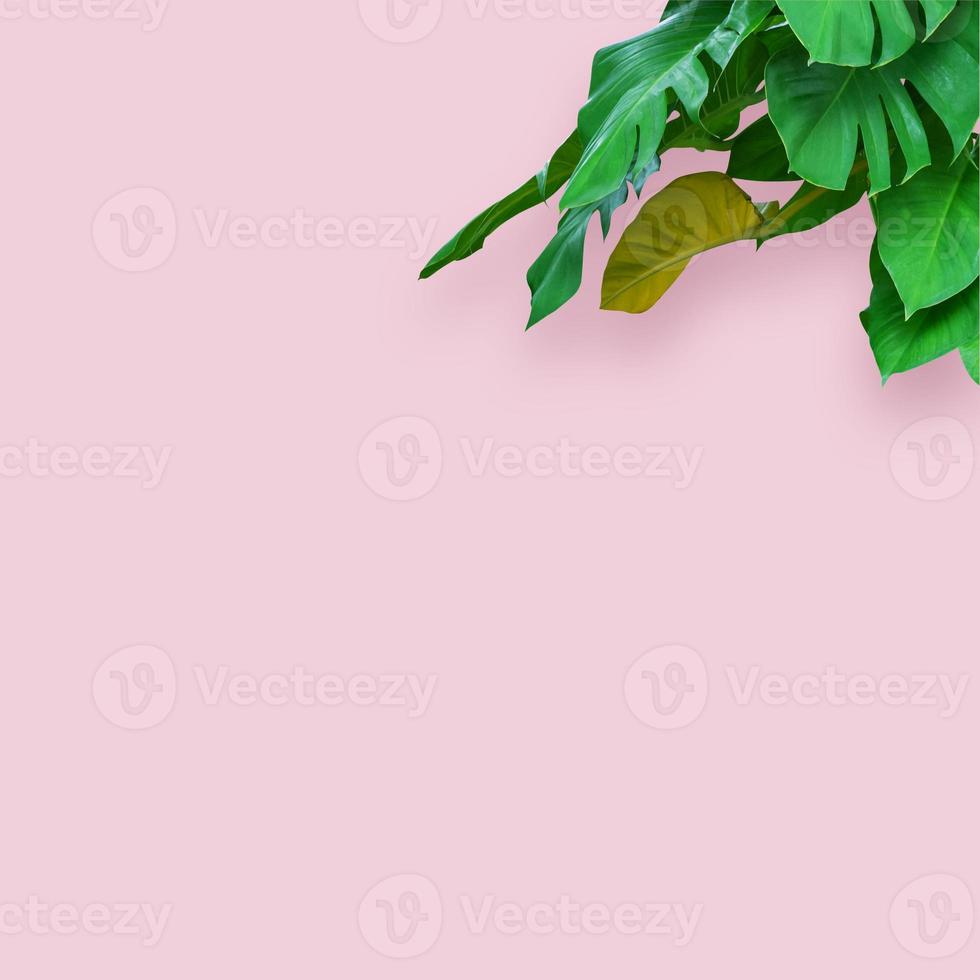 Tropical spring leaves, plant in pink pastel background photo