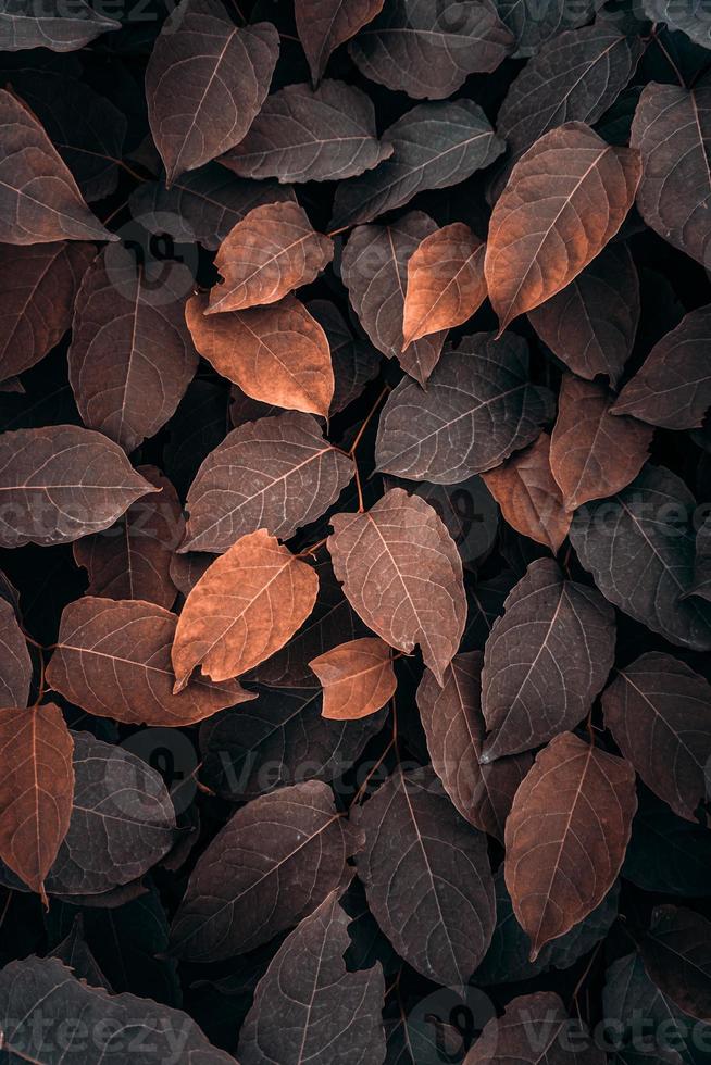 brown plant leaves in the nature in autumn season, brown background photo