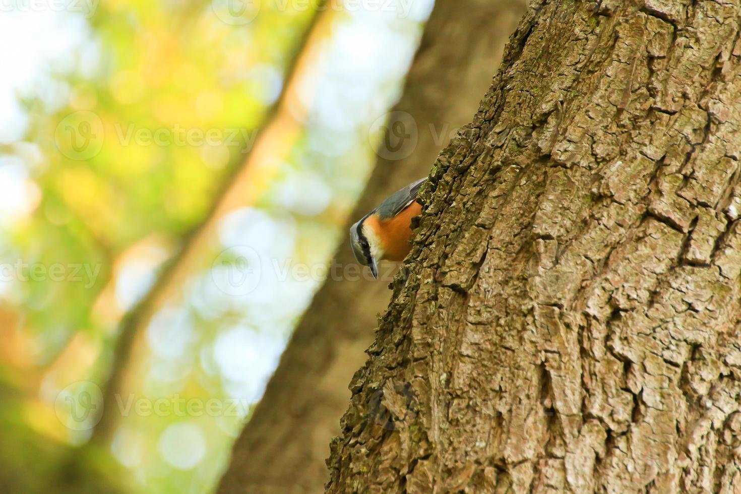 petirrojo europeo erithacus rubecula sentado en una rama de árbol foto