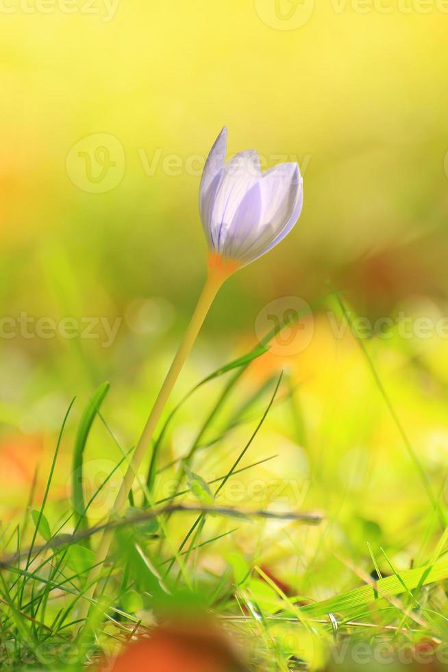 flor de azafrán en el parque en la temporada de otoño foto