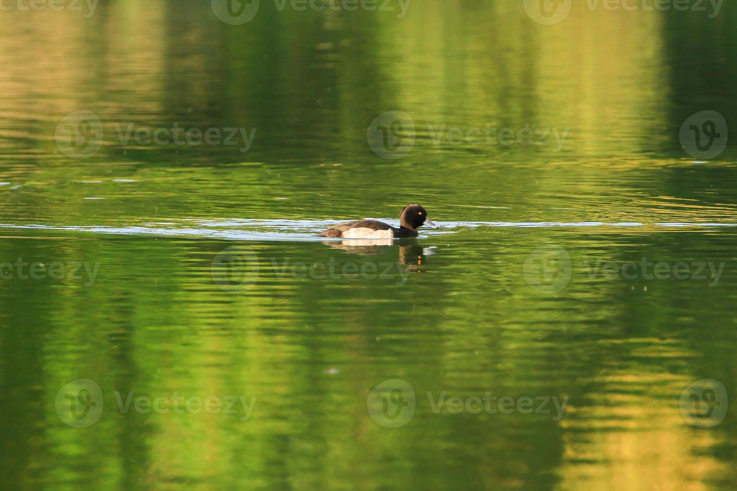 patos salvajes en el lago cerca del río Danubio en Alemania foto