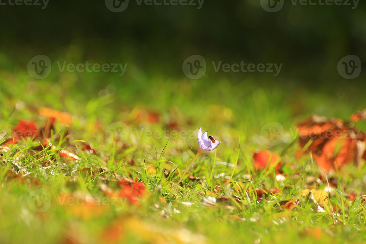 Crocus flower in the park in autumn season photo