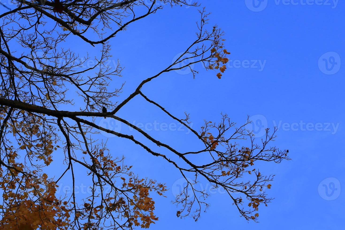 Silhouete of a bird sitting on a tree branch at sunset photo