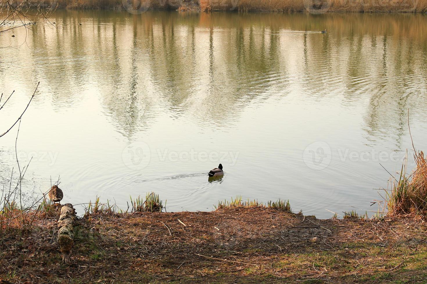 male Mallard duck in the water near Danube river photo