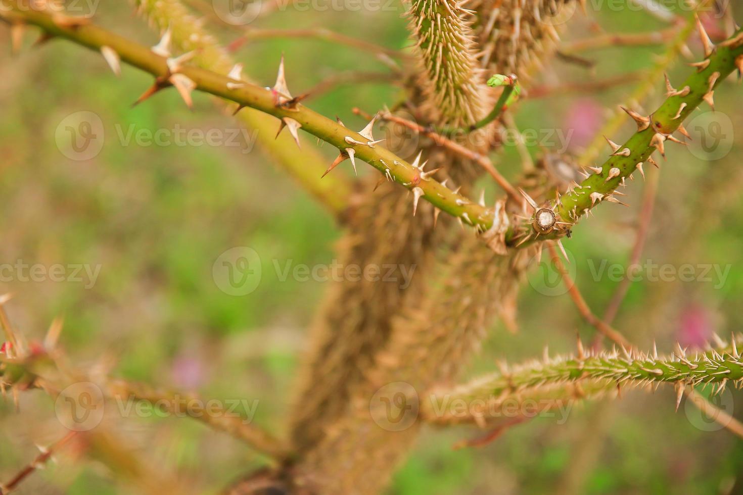 thorny dog rose branches. Green wild rose branch with many little and big sharp and poitny orange thorns photo