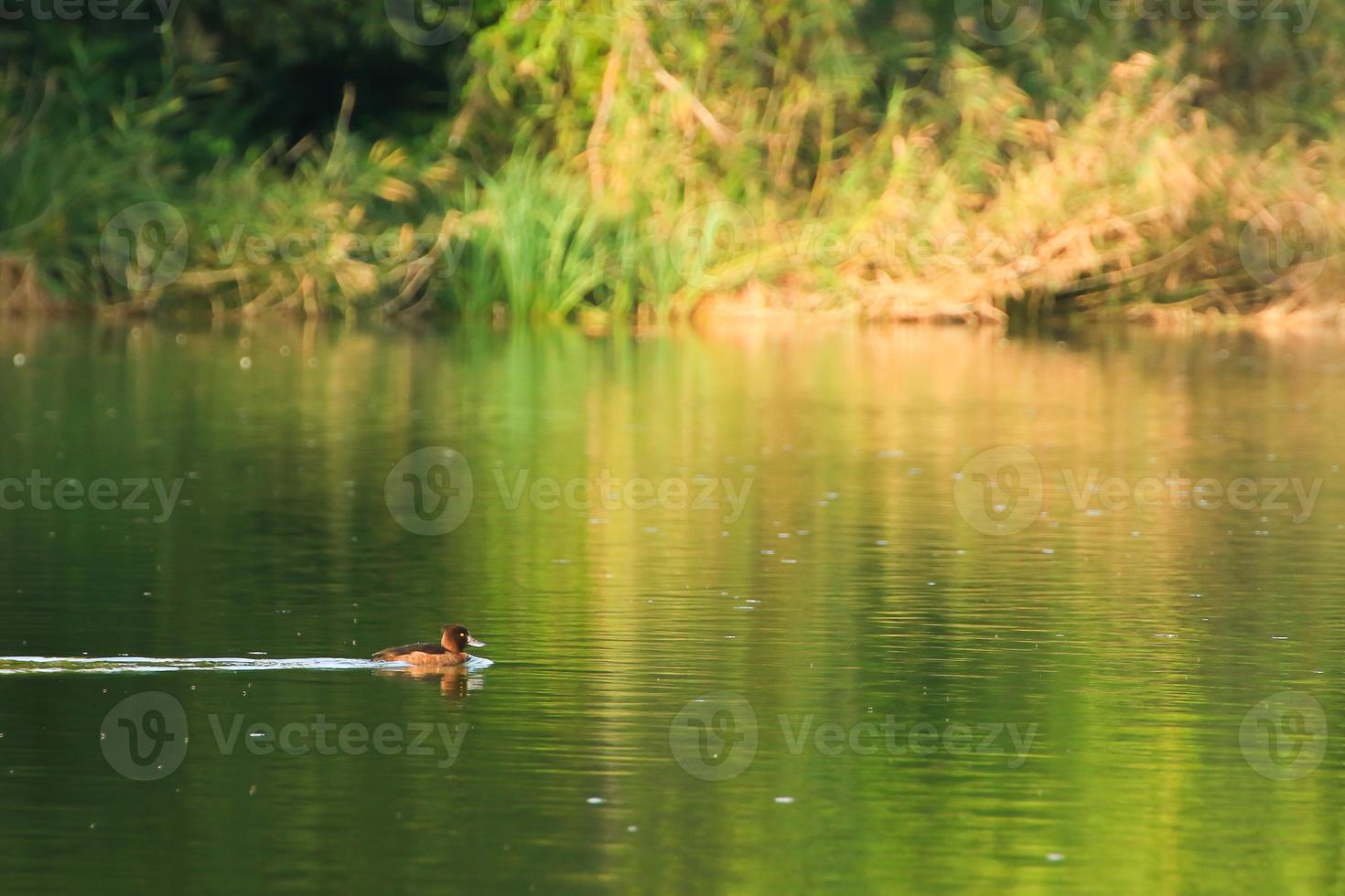patos salvajes en el lago cerca del río Danubio en Alemania foto