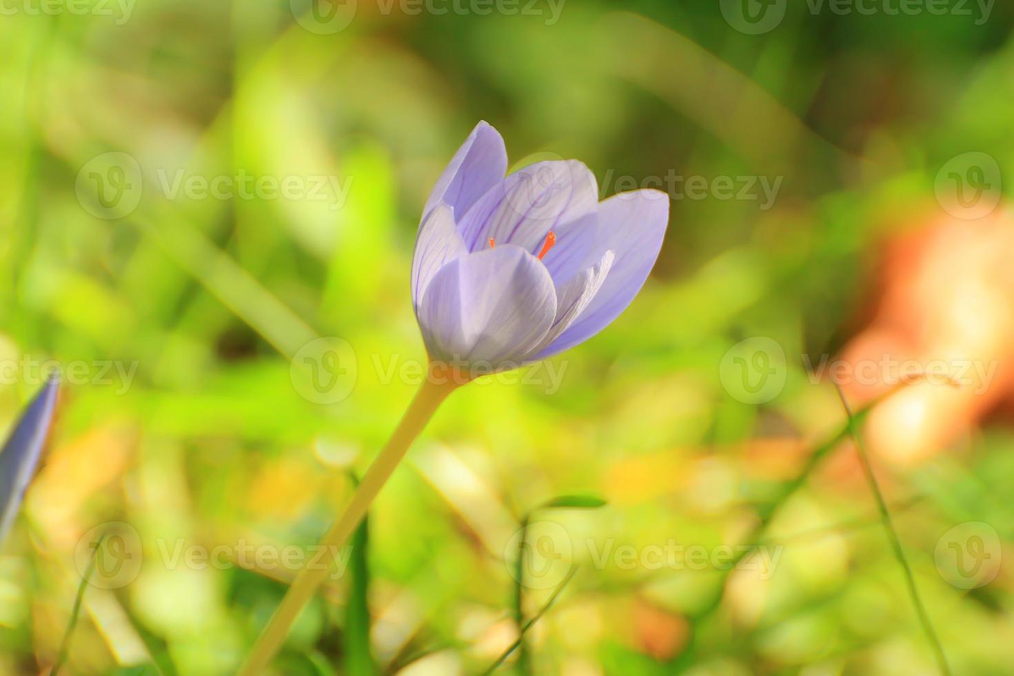 Crocus flower in the park in autumn season photo