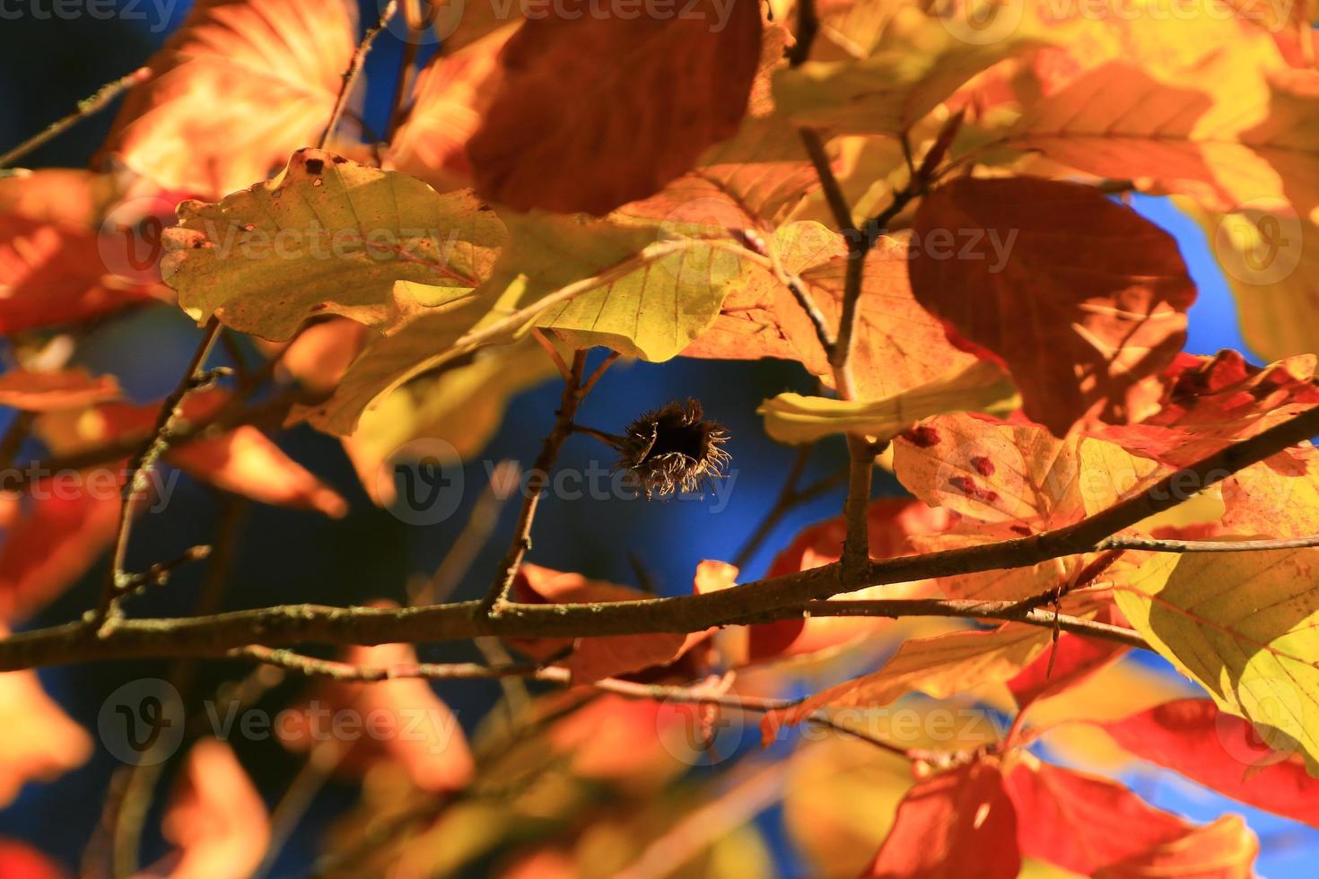 árboles de otoño y hojas con follaje colorido en el parque. foto