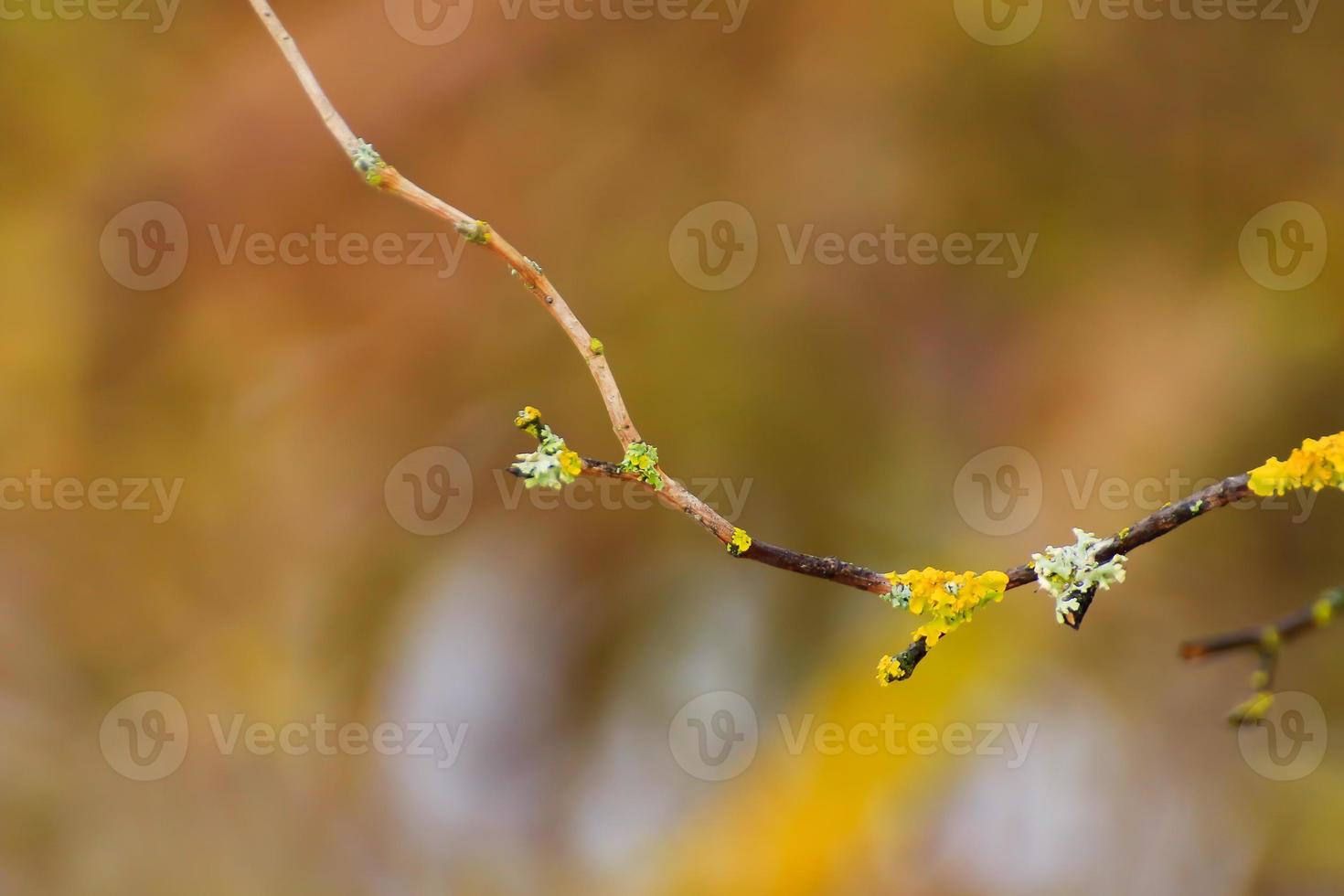 yellow moss on the branches photo