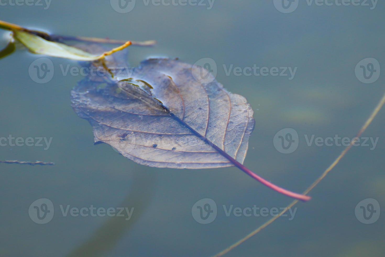 hoja amarilla flotando en el agua cerca de la corriente del río foto