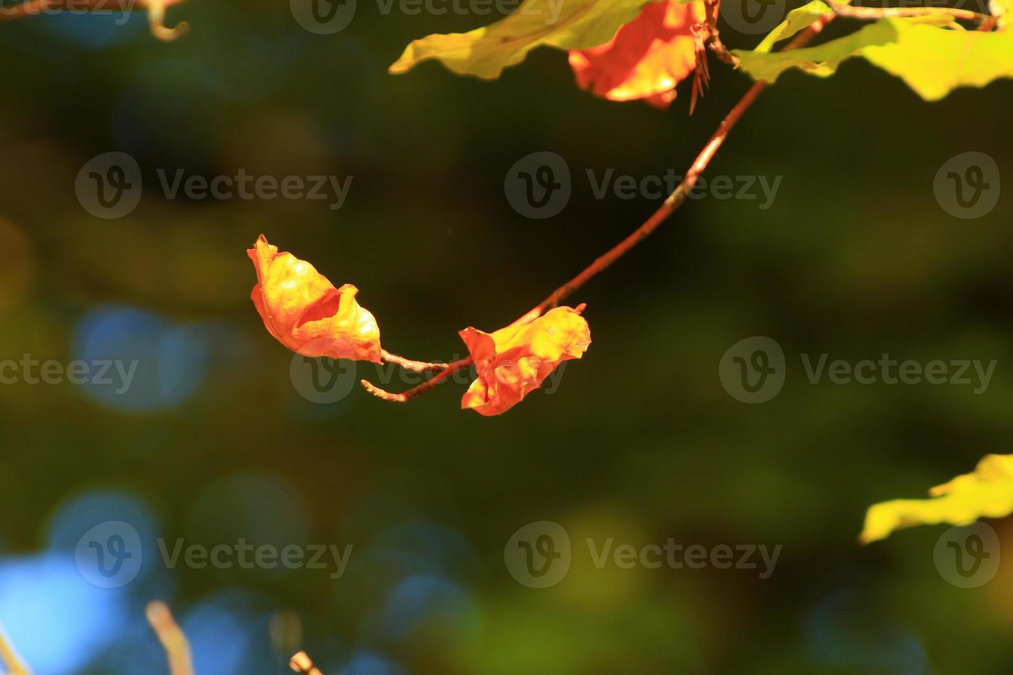 autumn trees and leaves with colorful foliage in the park. photo