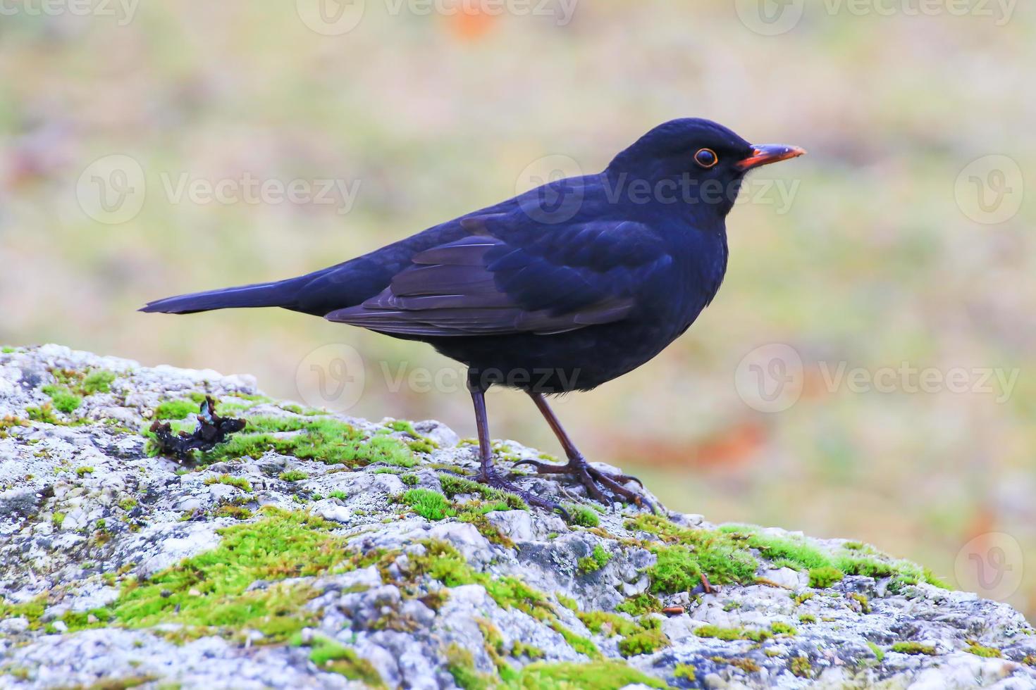 A male blackbird Turdus merula looking for food on the ground photo