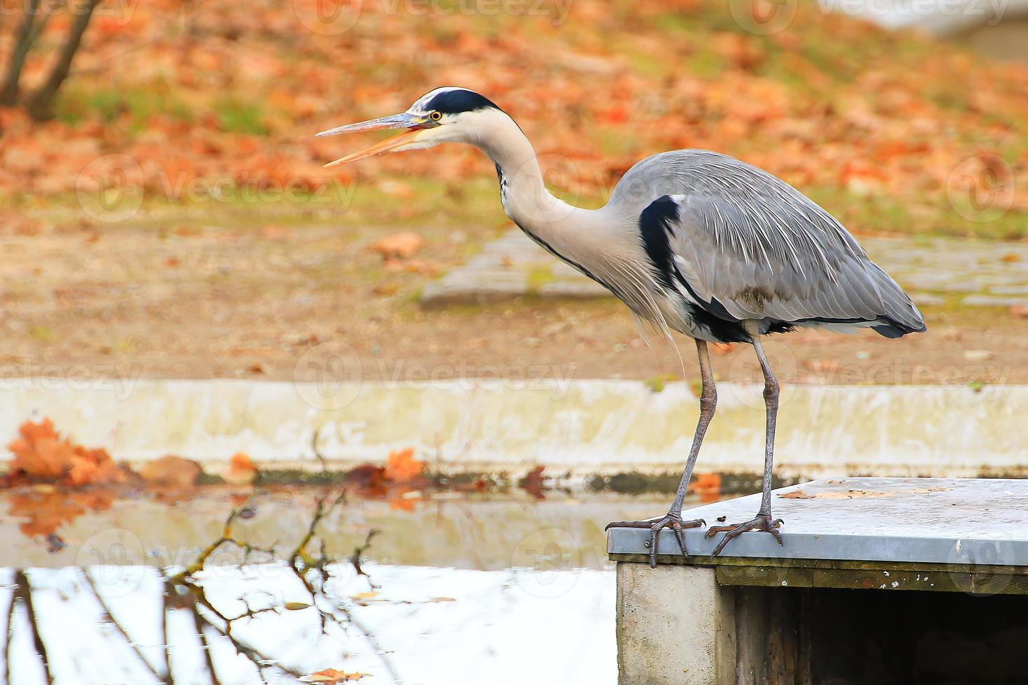 gray heron near a pond in Autumn season photo