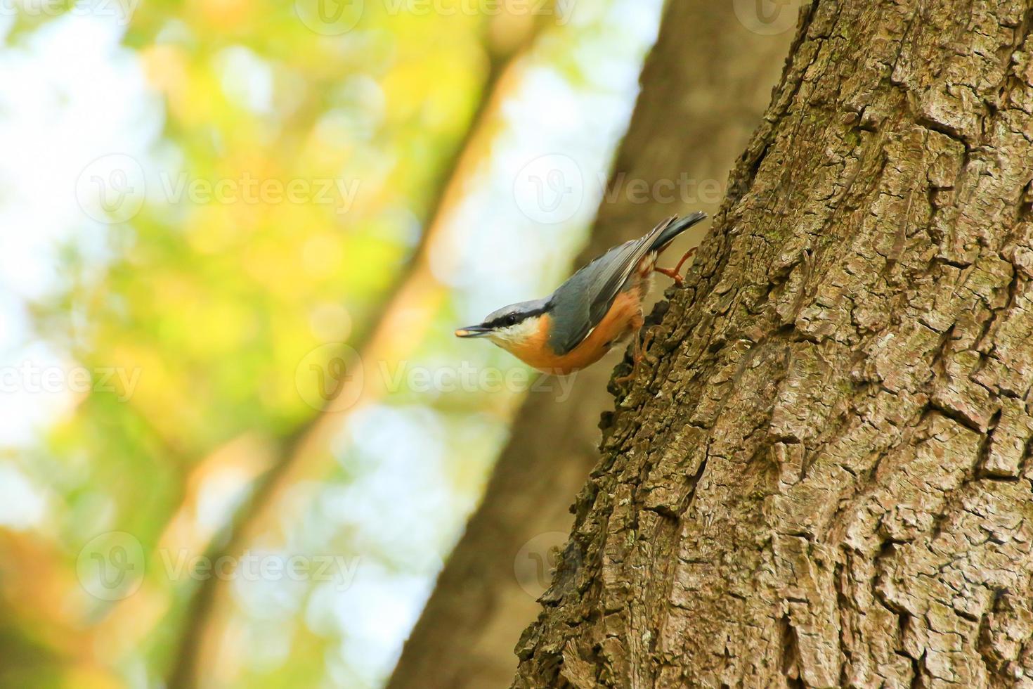 European robin Erithacus rubecula sitting on a tree branch photo