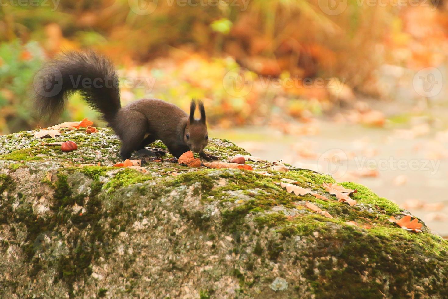 ardilla roja europea comiendo nueces en el parque foto