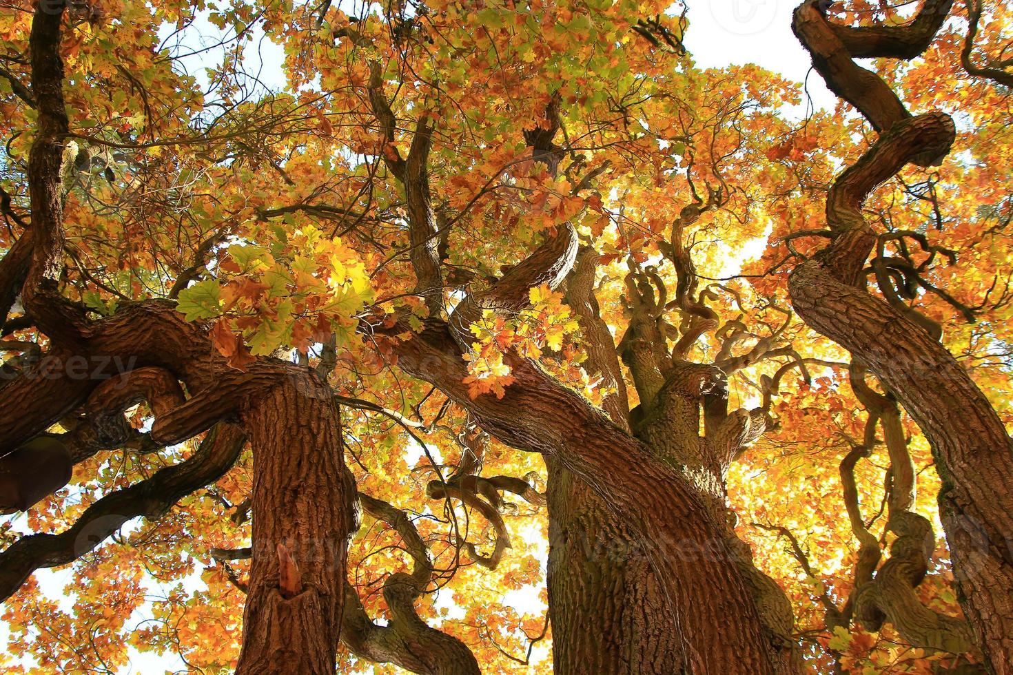 old oak tree branches in autumn season in the park photo