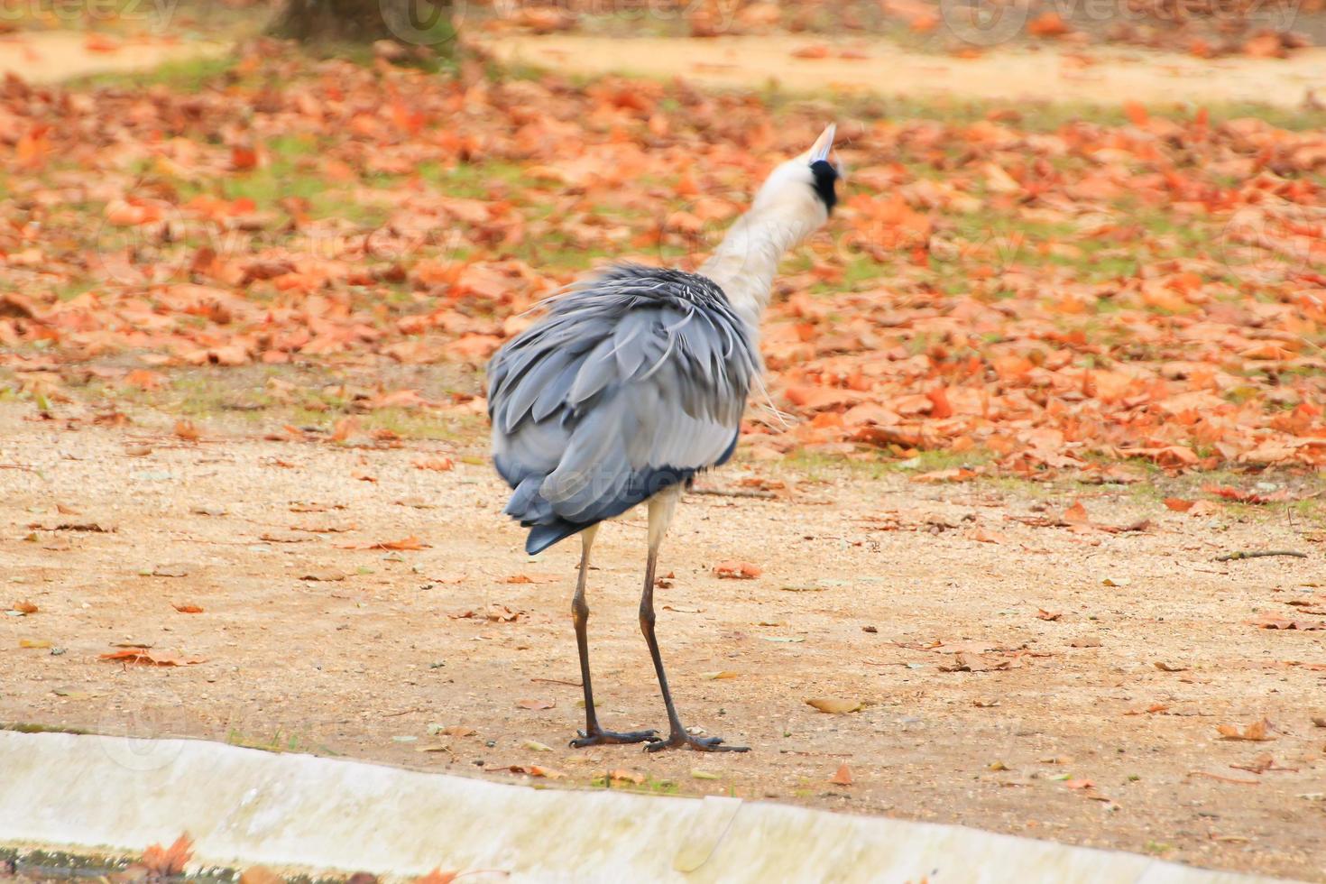 gray heron near a pond in Autumn season photo