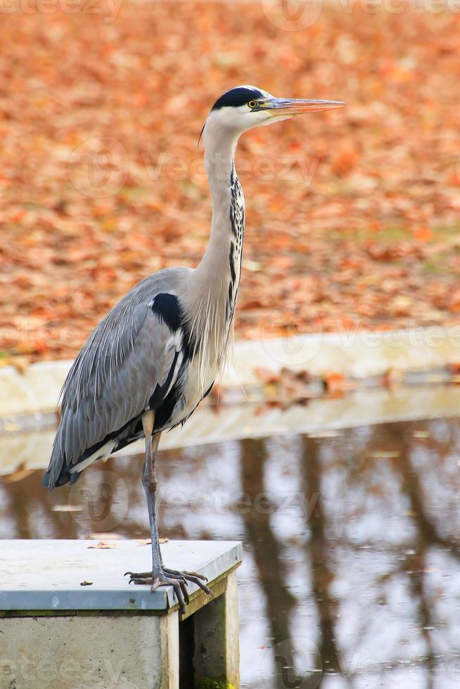 gray heron near a pond in Autumn season photo