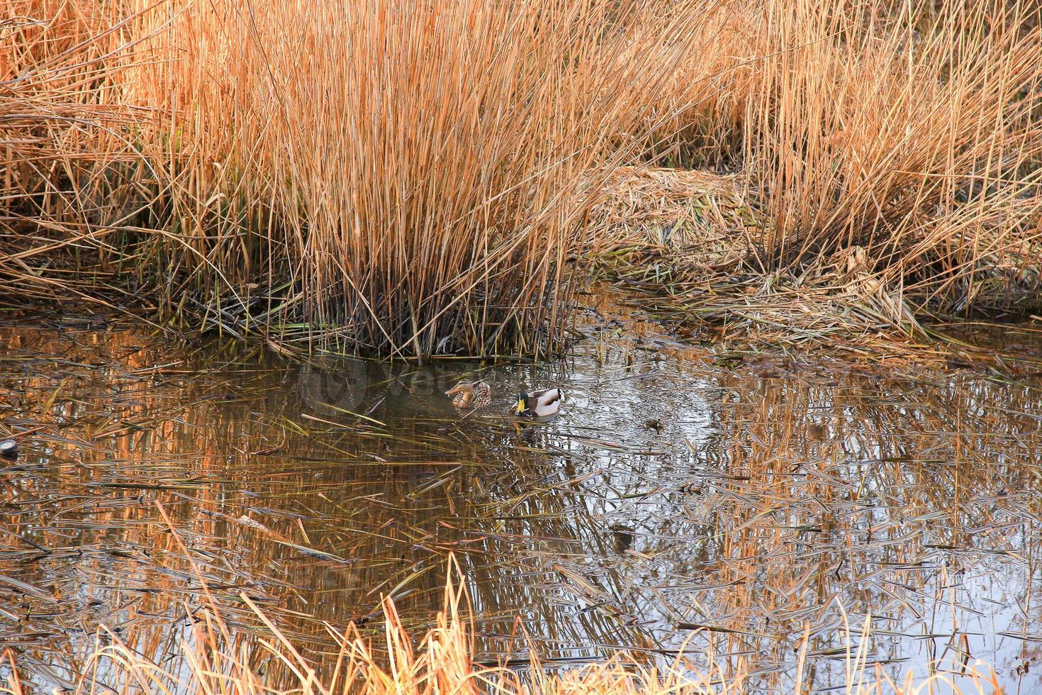 un par de ánades reales en el agua en un pantano en otoño foto