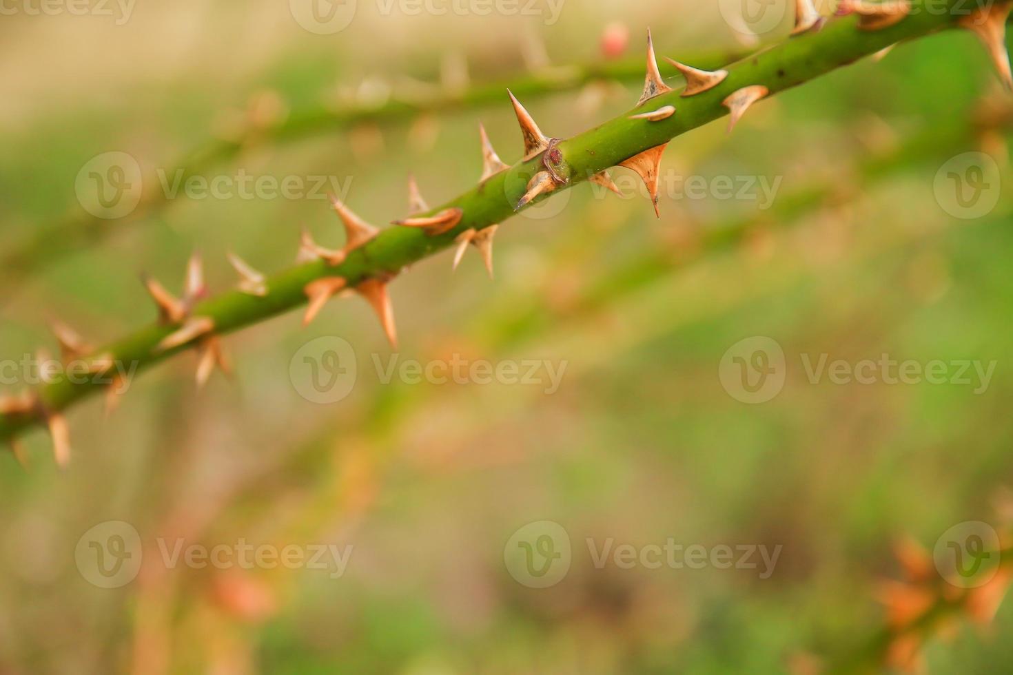 thorny dog rose branches. Green wild rose branch with many little and big sharp and poitny orange thorns photo