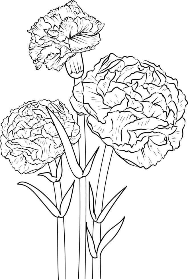 dibujo de flores de clavel, una rama de la colección botánica de primavera, arte vectorial de ilustración de tinta del ramo de flores de branquias, dibujado a mano artísticamente, tatuaje de zentangle, páginas para colorear de flores fáciles. vector