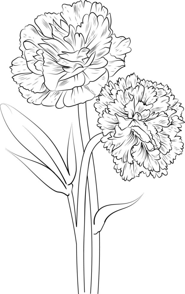 Carnation flower drawing, a branch of the botanical spring collection, ink illustration vector art of gillyflower bouquet, hand-drawn artistically, Zentangle tattoo, easy flower coloring pages .