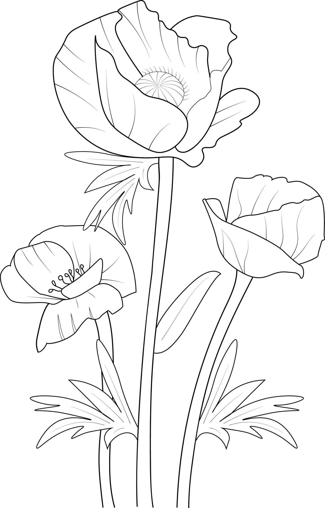 Poppy flower art, vector illustration of a bouquet of poppy, hand-drawn ...