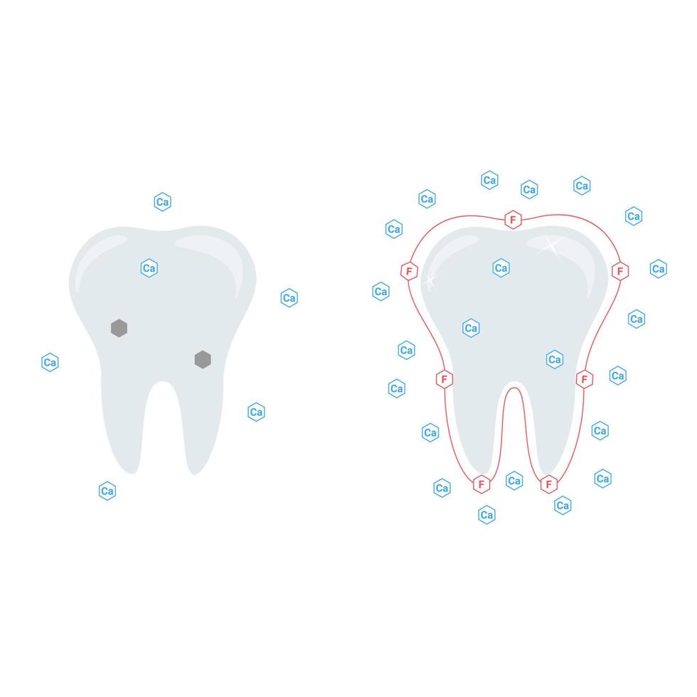 Vector illustration. The effect of calcium and fluoride on teeth.