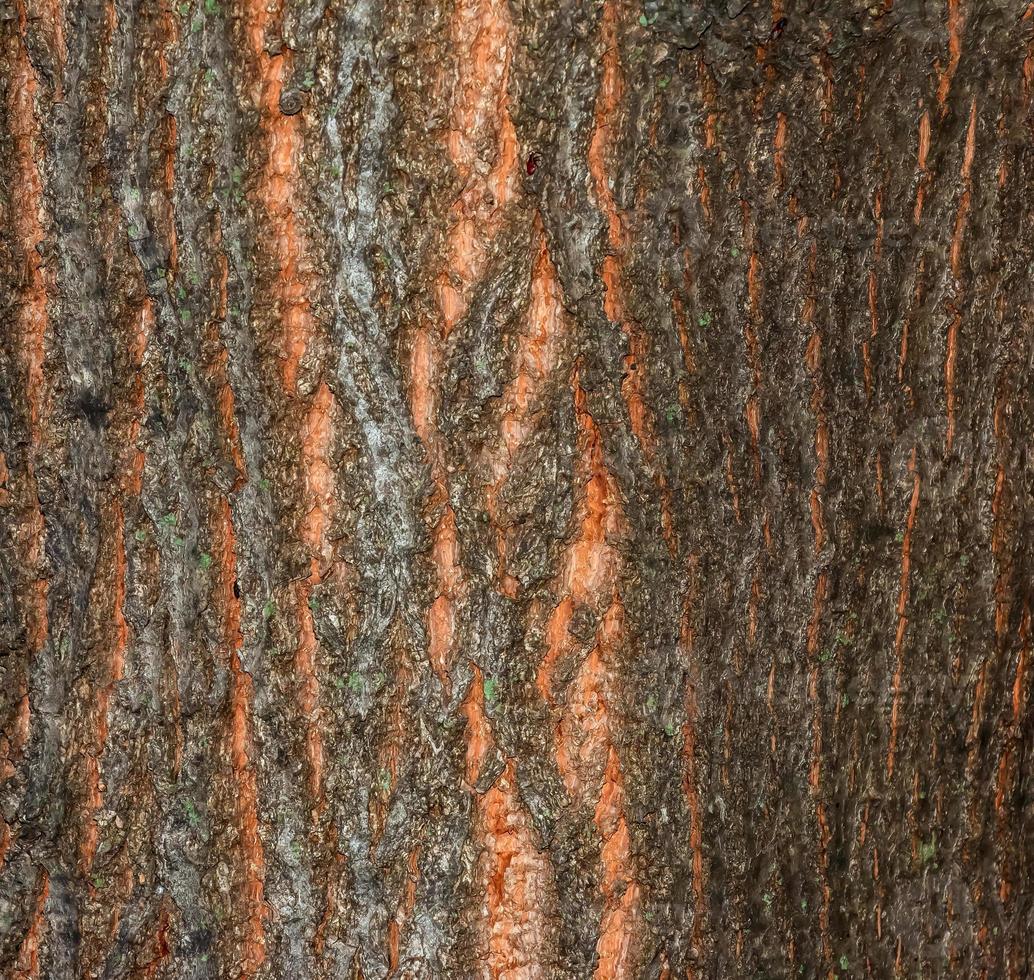 Natural linden bark abstract background. Tilia L. Close-up on greenish true bark, natural texture. Linden tree. photo