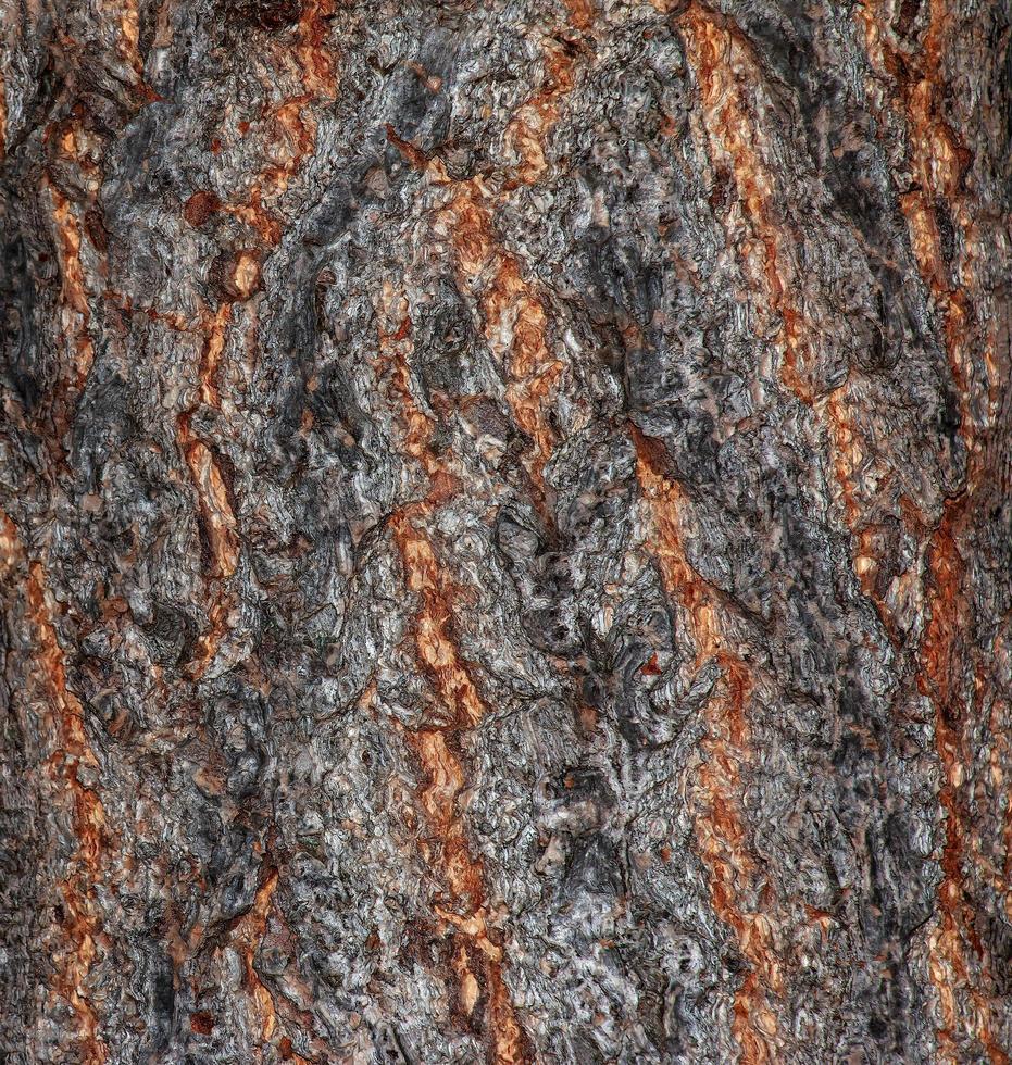 The dark gray texture of the bark of the ginkgo biloba tree, also called the maiden tree. Latin name Ginkgo L. photo