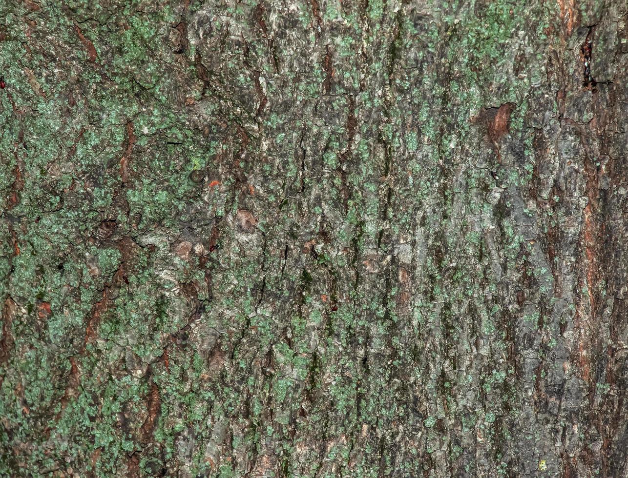 Natural linden bark abstract background. Tilia L. Close-up on greenish true bark, natural texture. Linden tree. photo