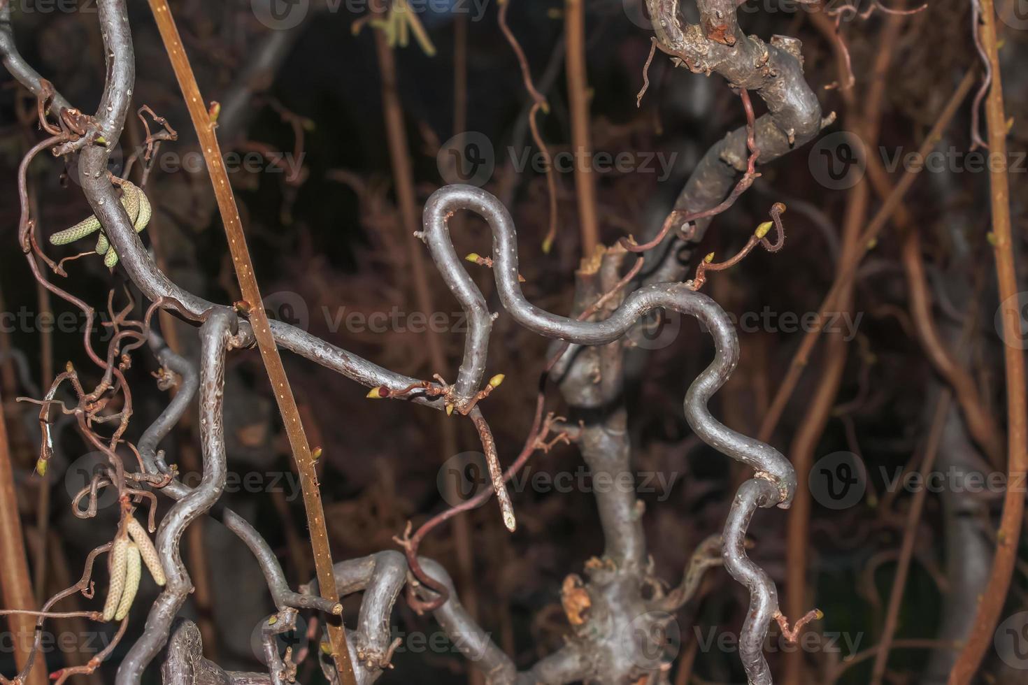 The Contorta hazelnut is not an evergreen, but even in winter it looks spectacular without leaves. The branches are beautifully intertwined and twisted. photo