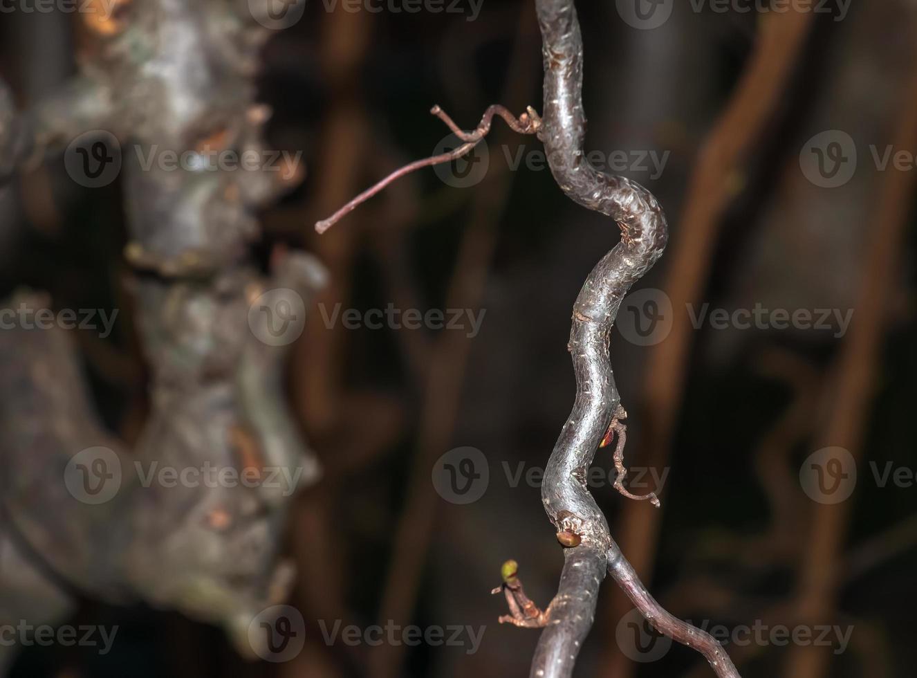 The Contorta hazelnut is not an evergreen, but even in winter it looks spectacular without leaves. The branches are beautifully intertwined and twisted. photo