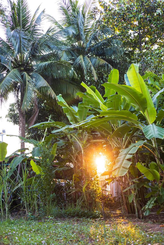 Perspective views of vegetable gardens, coconut trees and banana plantations, where the orange sunlight. photo