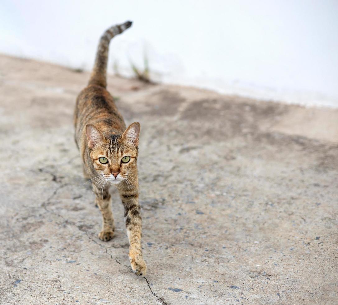 Close-up view A Thai tabby walking and staring at the concrete floor near a white wall. photo