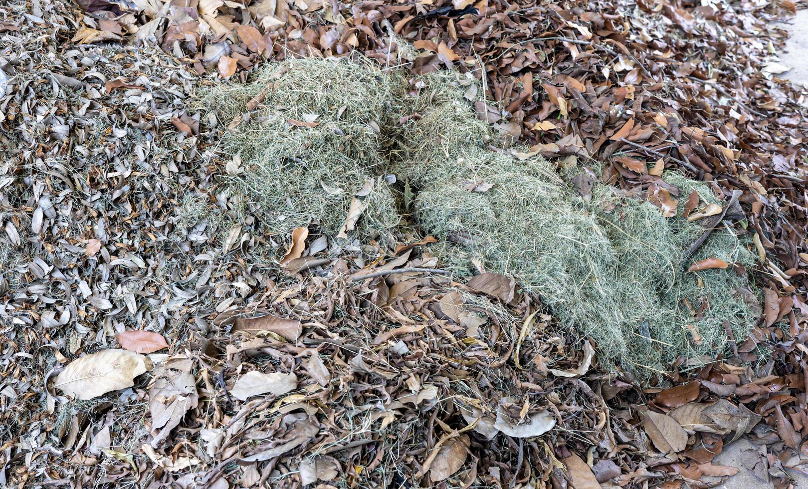A close-up view of the background of a pile of small leaves and hay. photo
