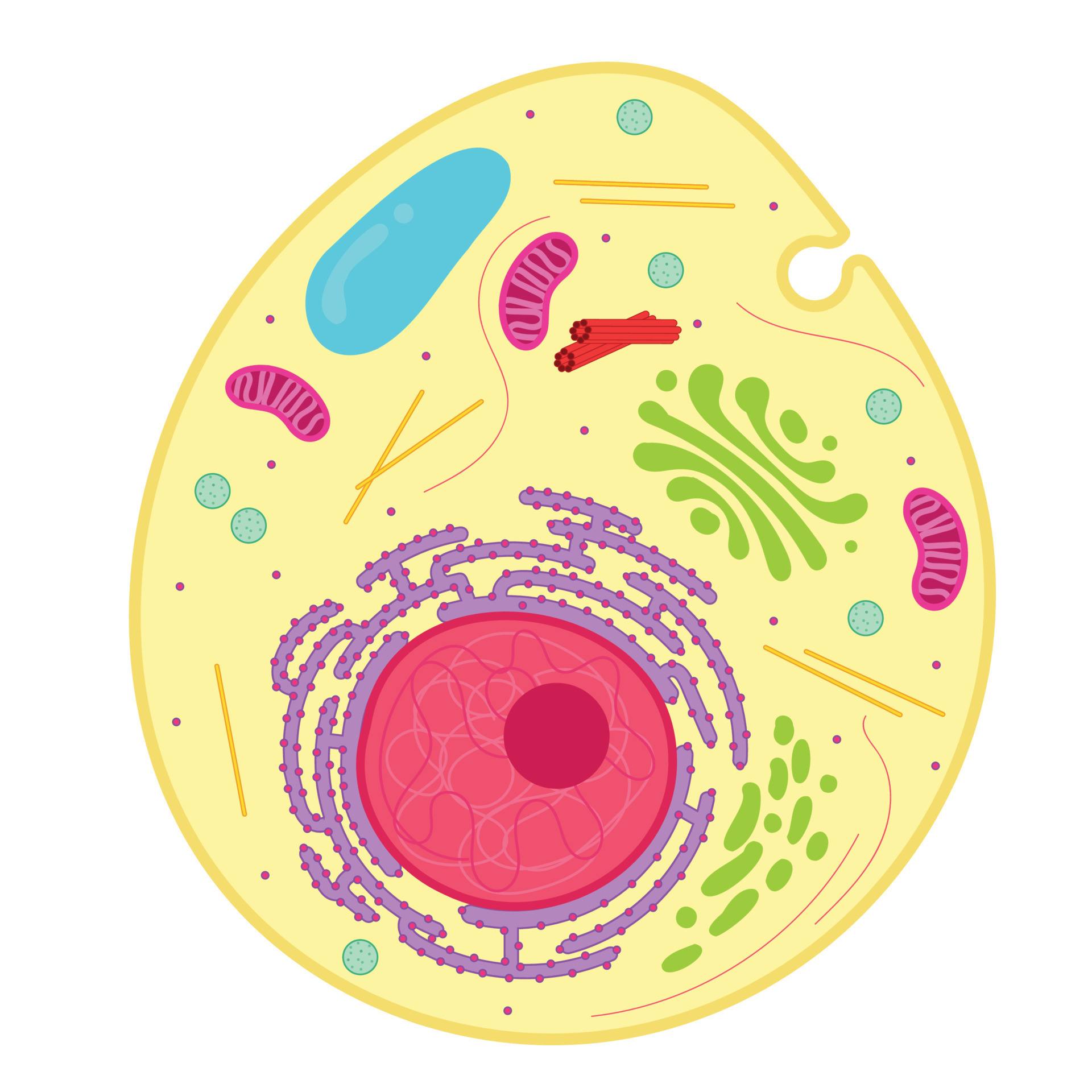 An animal cell is a type of eukaryotic cell. 17695134 Vector Art at Vecteezy
