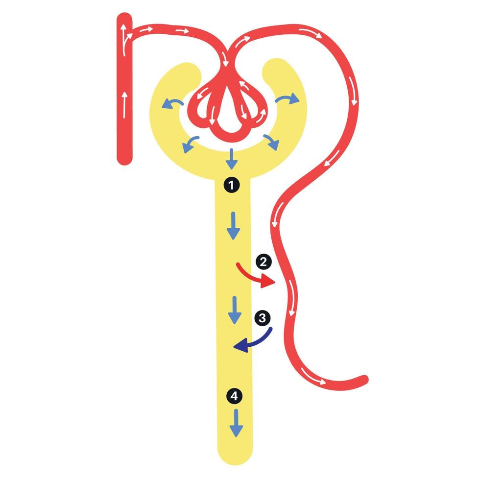 anatomía de la formación de orina nefrona. vector