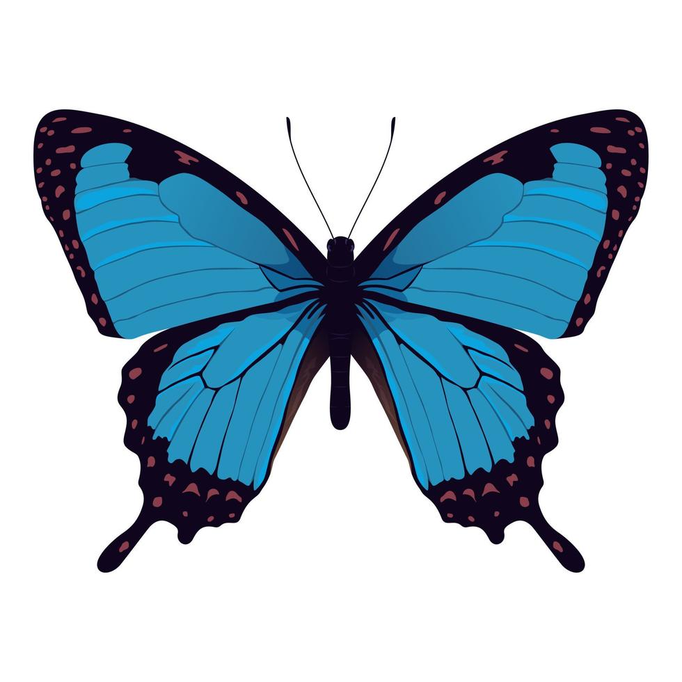 mariposa morfo azul - hermosa ilustración de vector de insecto