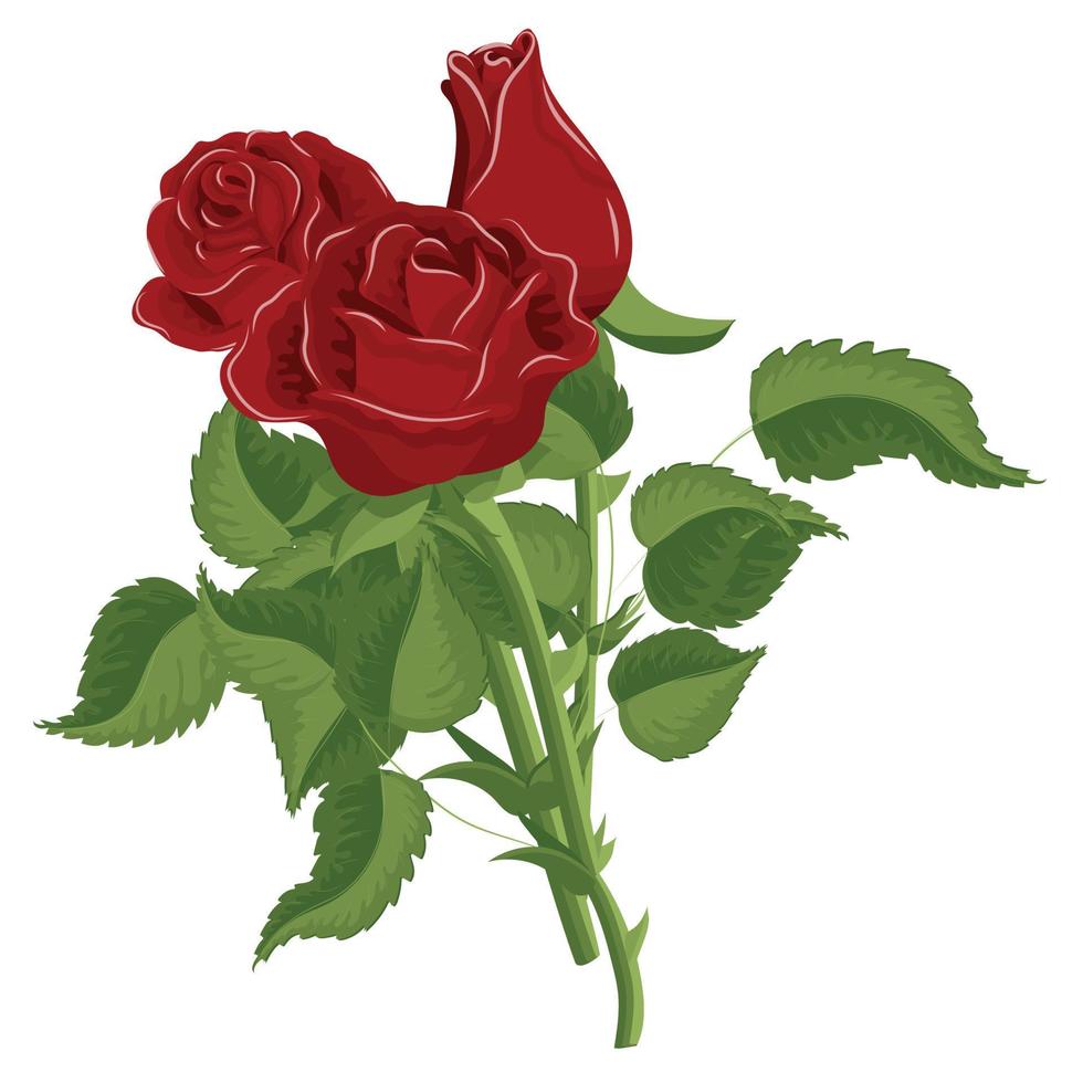 Bouquet of red roses. Vector illustration isolated on white background.