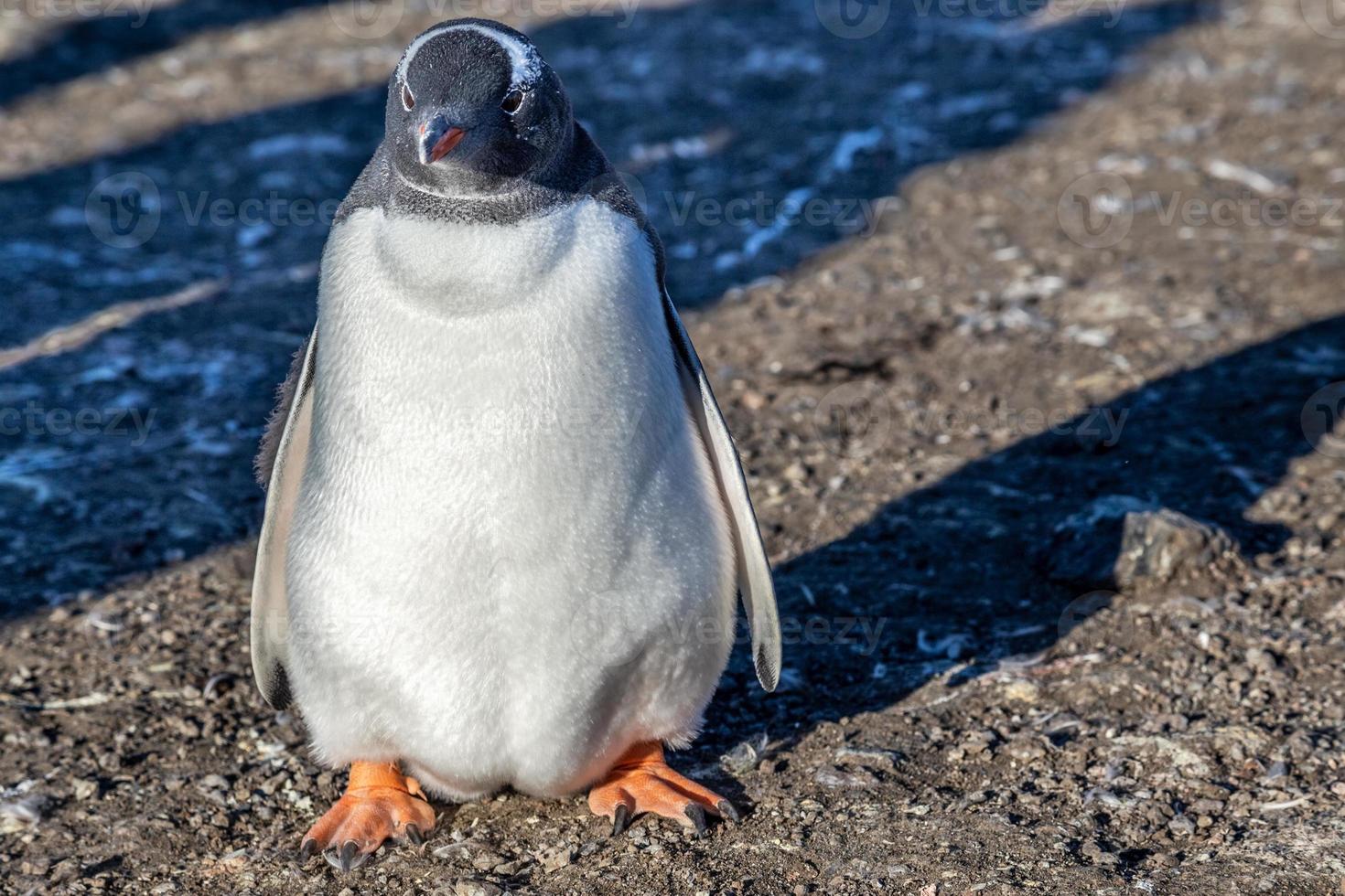 pollito gordo de pingüinos gentoo disfrutando de la luz del sol en la isla barrientos, antártica foto