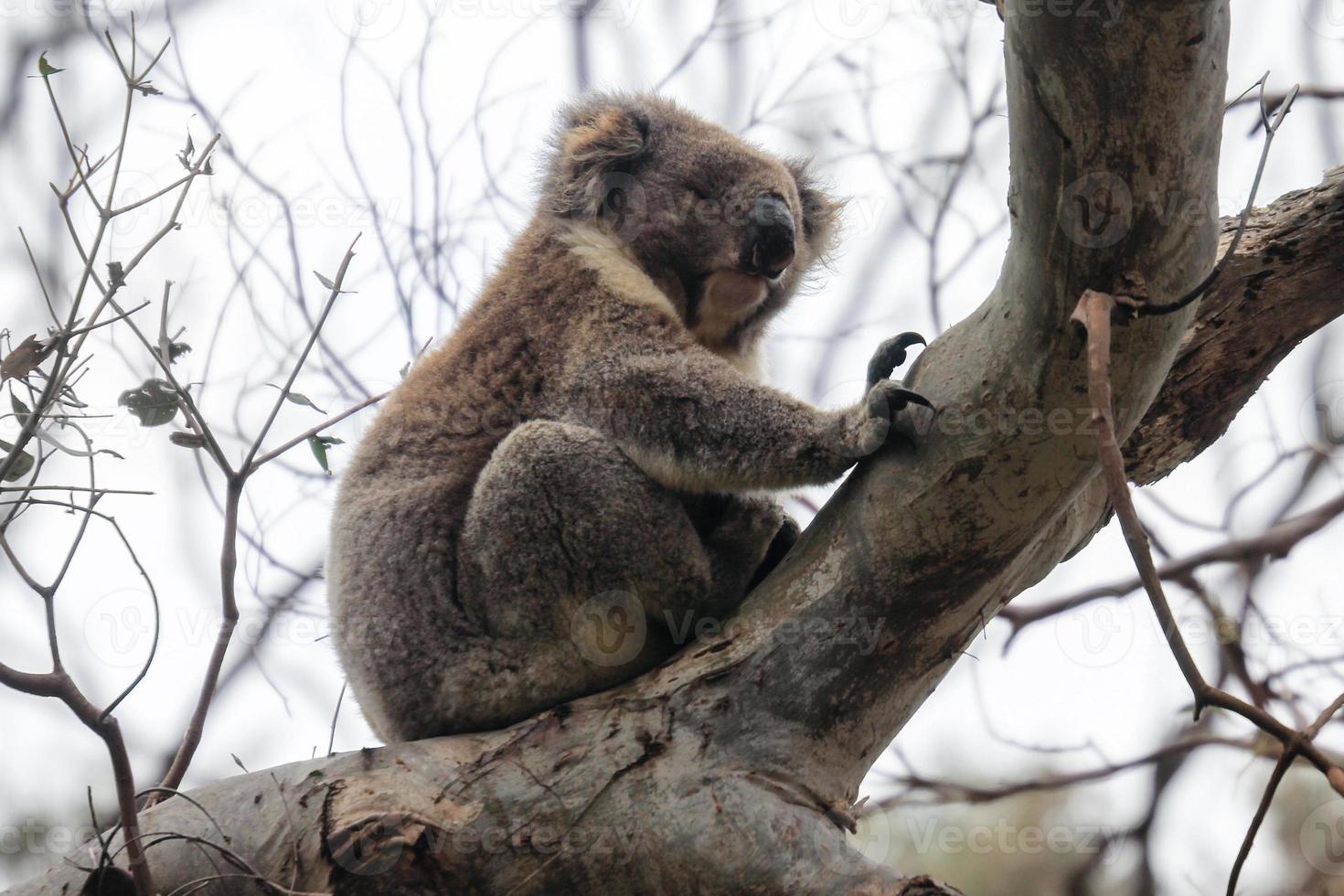 oso coala peludo durmiendo en la rama, cerca de melbourne, australia foto