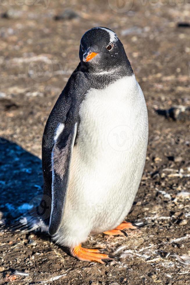 Gorda y solitaria chica pingüino gentoo disfrutando de la luz del sol en la isla barrientos, antártica foto