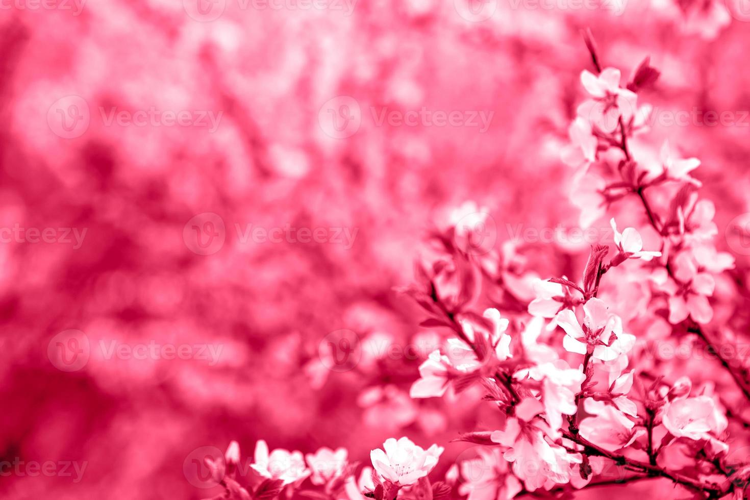 Pink sakura blossoms. spring. Romantic Background with a spacefor text. viva magenta color of the year 2023. photo