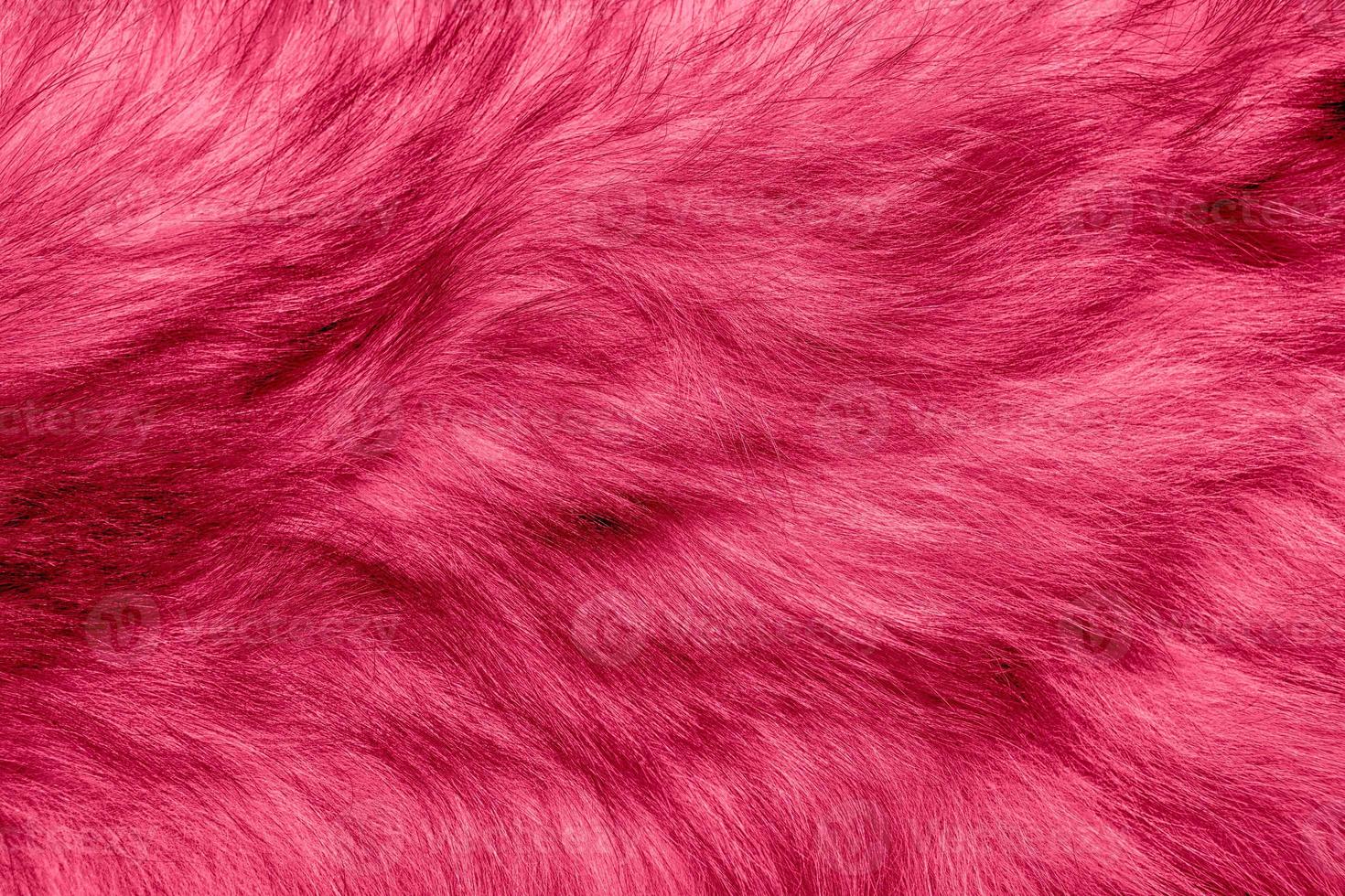 Colorful magenta background fur texture. viva magenta color of the year 2023. photo